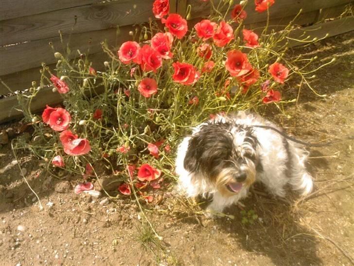 Blanding af racer Luna - Valmuer er smukke sammen med Luna billede 16