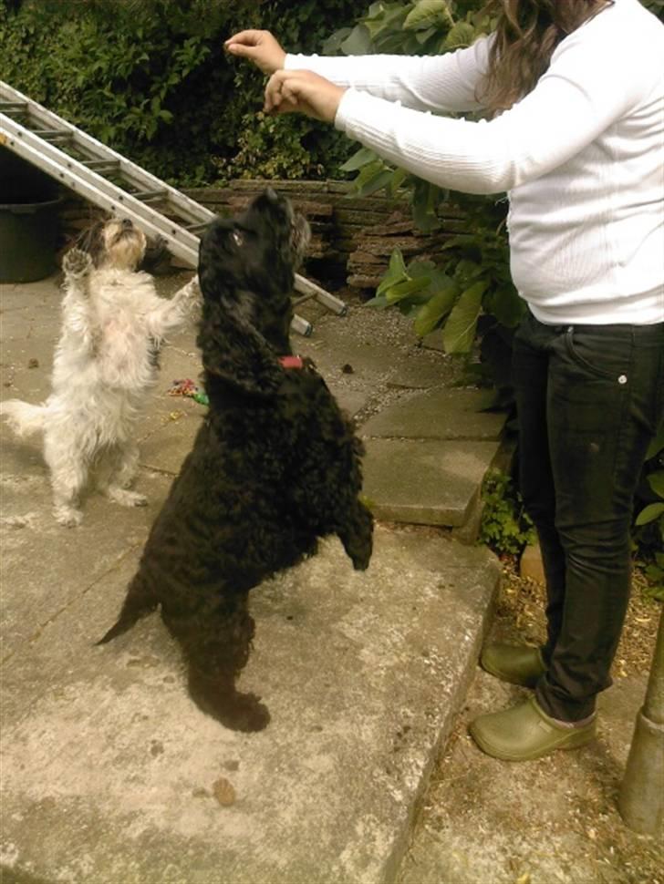 Blanding af racer Luna - Trick: "hænderne op" billede 17