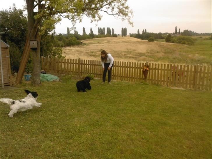 Blanding af racer Luna - Løber om kap billede 18