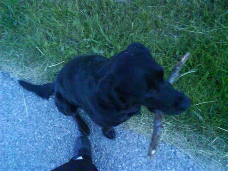 Labrador retriever Zulu (forældres hund) - Ihh. Se hvor god hun er til at holde fast :) billede 12