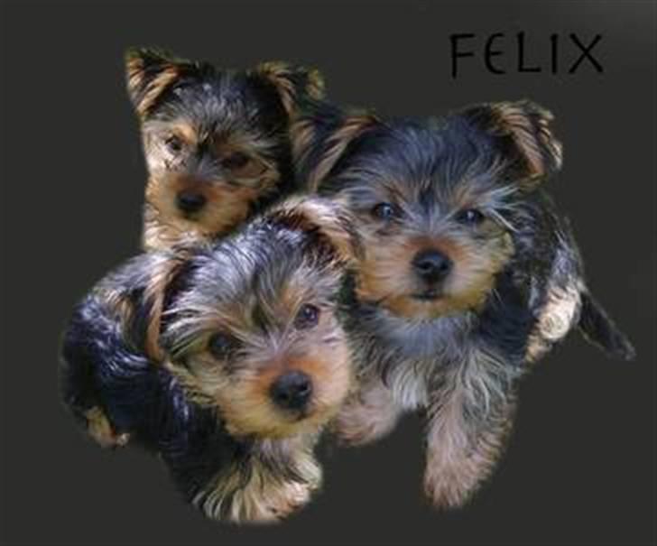 Yorkshire terrier Felix billede 14