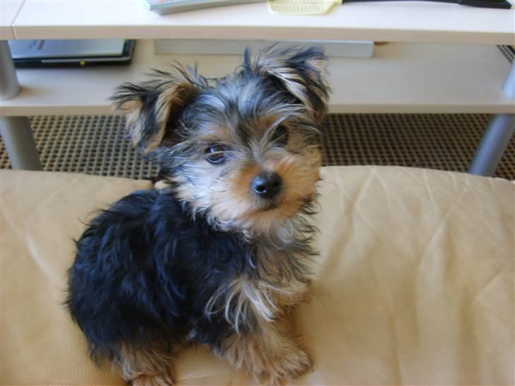 Yorkshire terrier Felix billede 15