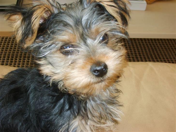 Yorkshire terrier Felix billede 16
