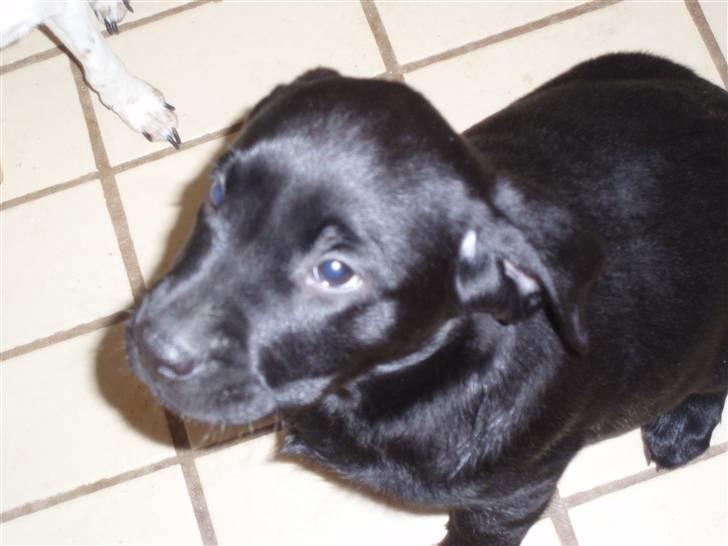 Labrador retriever Mulle billede 1