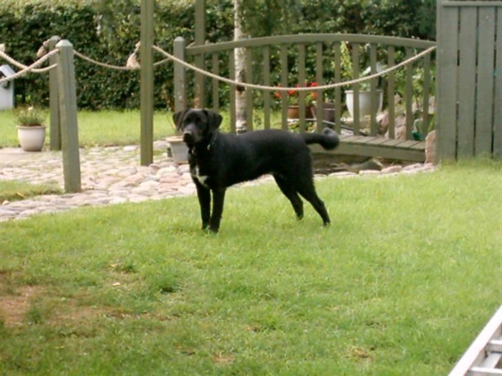 Blanding af racer Zisca - Zisca kigger ud over "parken" billede 15