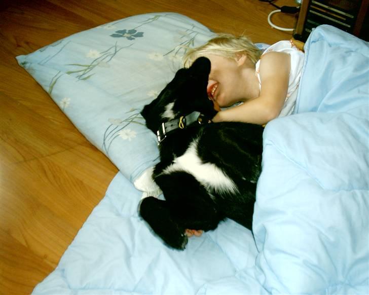 Blanding af racer Zisca - Det er skønt at ligge under en dyne.. billede 17