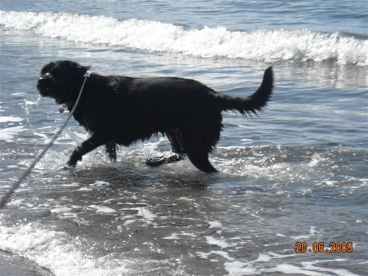 Blanding af racer Zisca - De der bølger vil jeg gerne have fat i.. billede 18