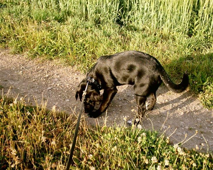 Blanding af racer Zisca - Nye steder.. nye dufte. billede 19