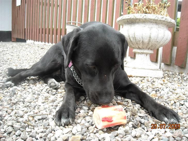 Blanding af racer Zisca - En af de få gange Zisca ligger helt stille og sover... billede 20