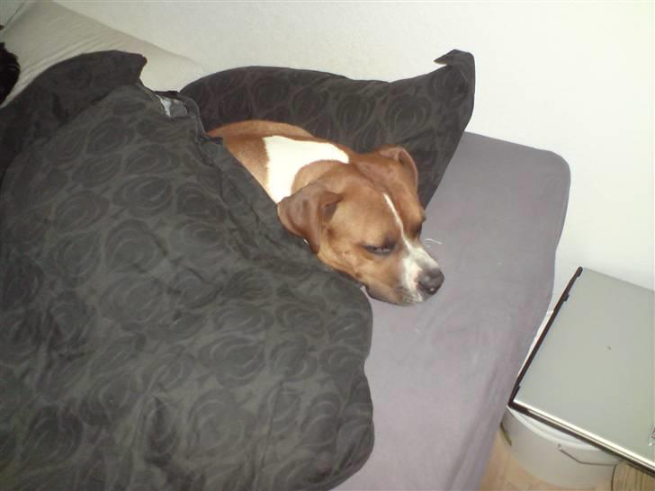 Amerikansk staffordshire terrier Kenzo - sover faktisk ..  billede 4