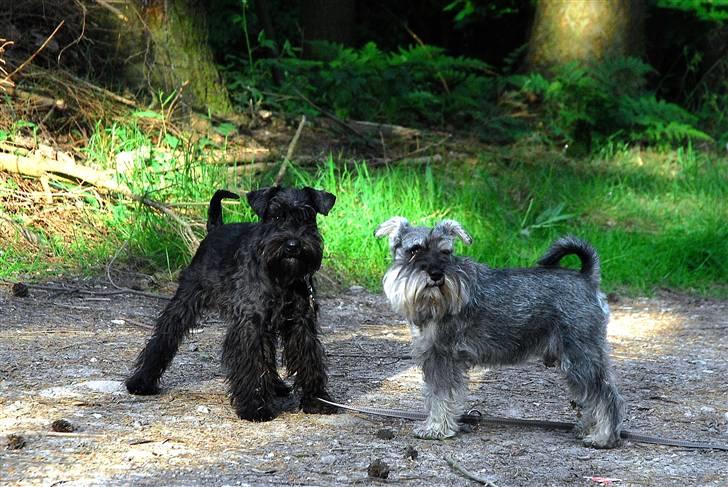 Dvaergschnauzer Kenzo billede 10