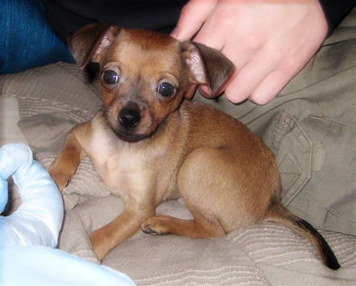 Prazsky krysarik Mingus - mingus som han så ud lige da vi fik ham. Helt lille som 8 ugers hvalp billede 1