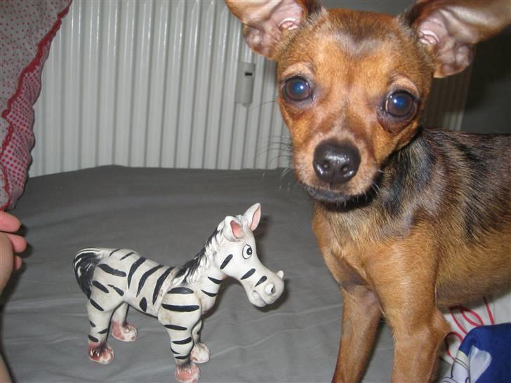 Prazsky krysarik Mingus - Mingus og hans yndlingslejetøj "Zebra" billede 2