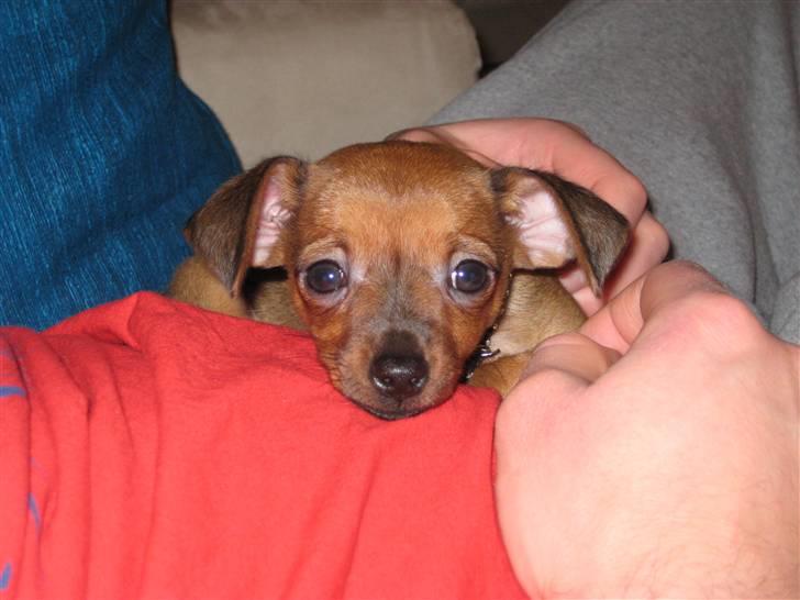 Prazsky krysarik Mingus - Mingus hygger på fars mave som lillebitte... billede 3