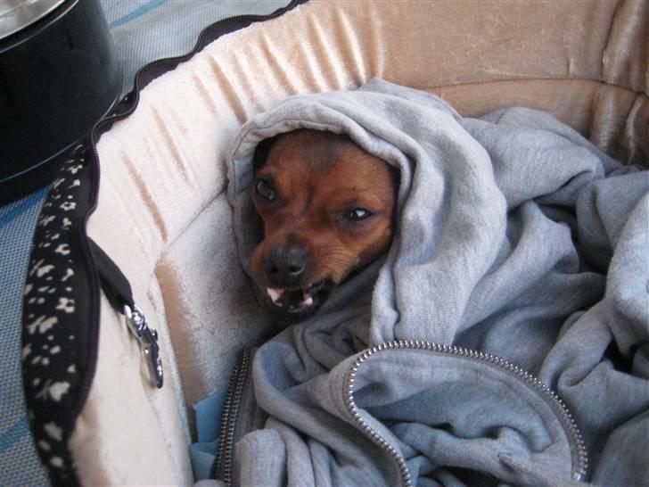 Prazsky krysarik Mingus - Så farlig kan han se ud.... billede 5