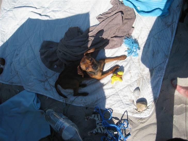 Prazsky krysarik Mingus - Mingus omgivet af sit elskede legetøj en varm sommerdag på stranden billede 6