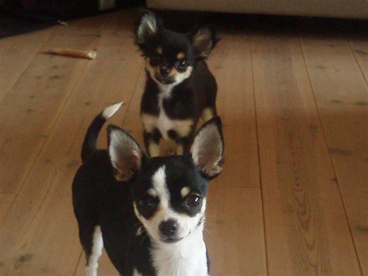 Chihuahua Nynne  billede 7