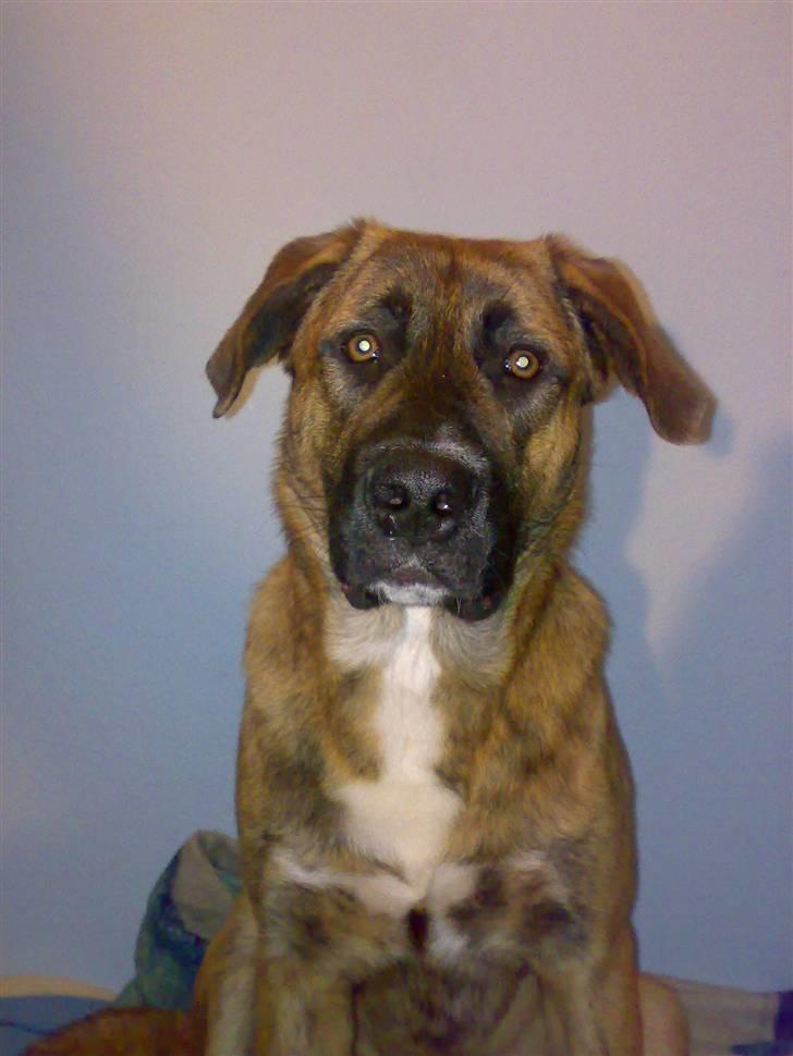 Blanding af racer Sofus - velkommen til sofus  billede 1