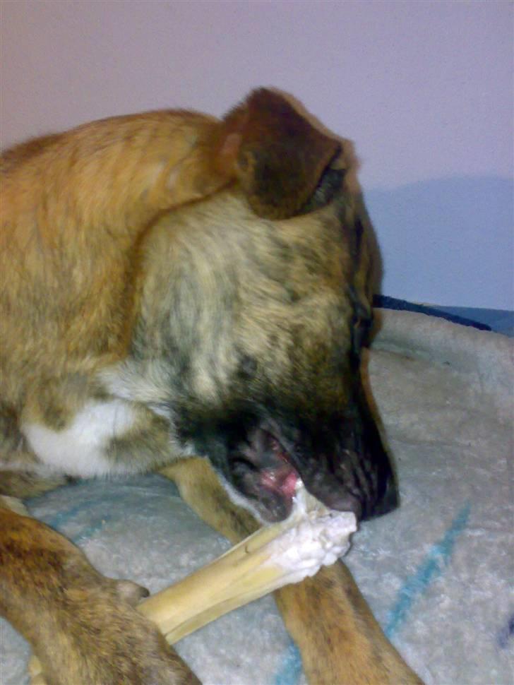 Blanding af racer Sofus - dejligt med et ben billede 2