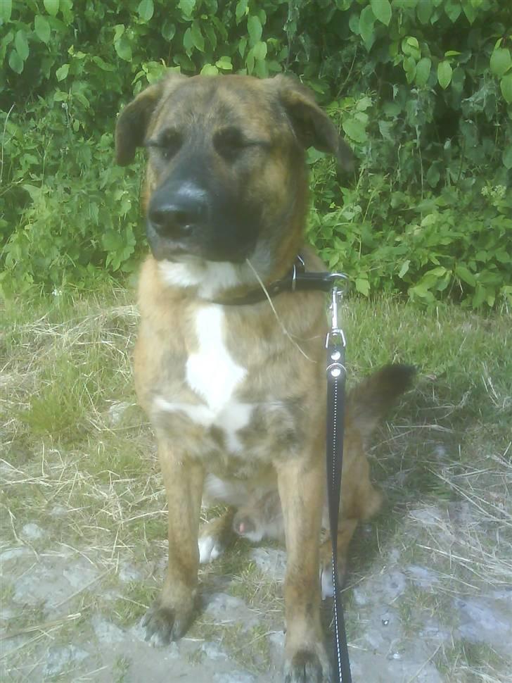 Blanding af racer Sofus - da jeg var ude og lufte ham  billede 3