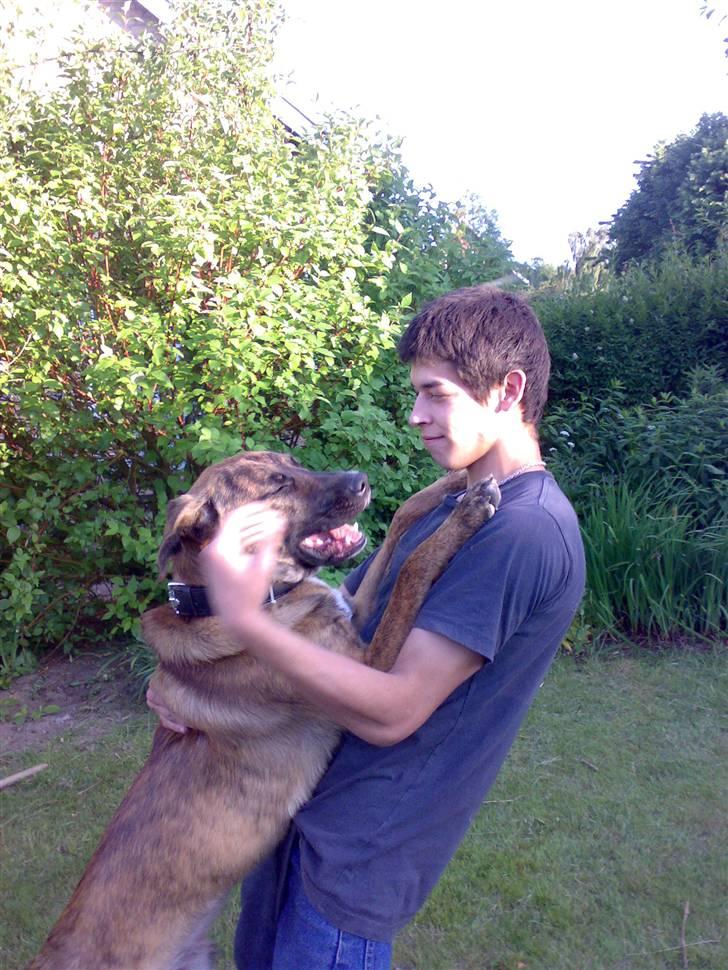 Blanding af racer Sofus - se hva jeg kan mor..  billede 4