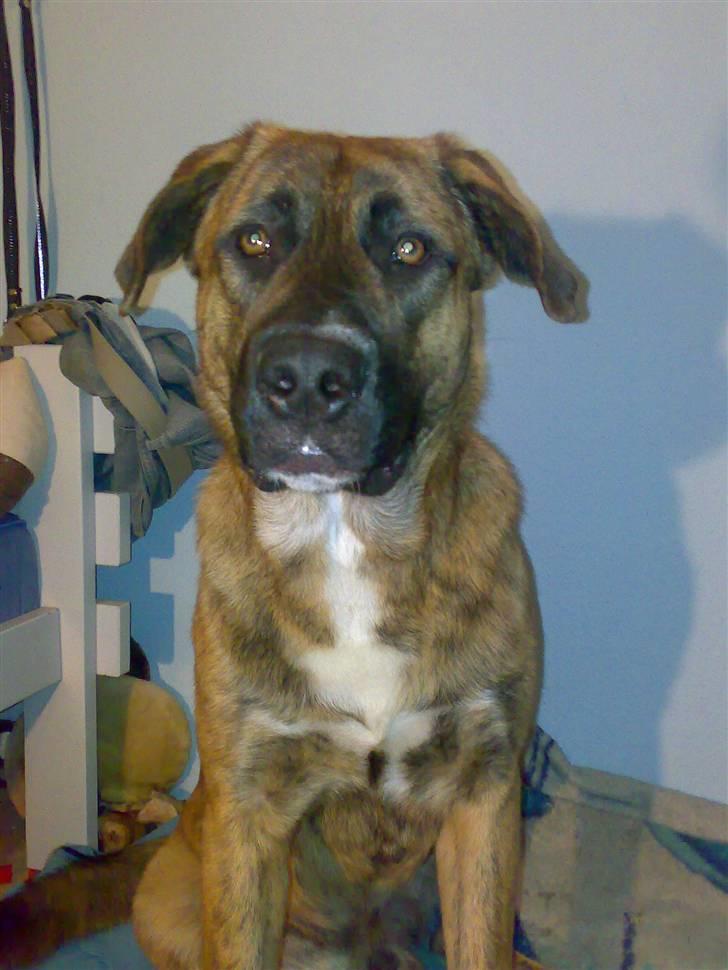 Blanding af racer Sofus billede 5