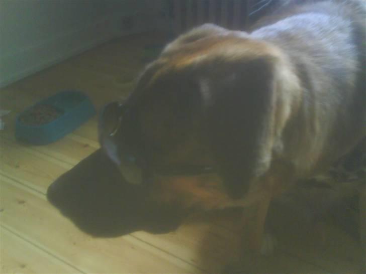 Blanding af racer Sofus billede 6