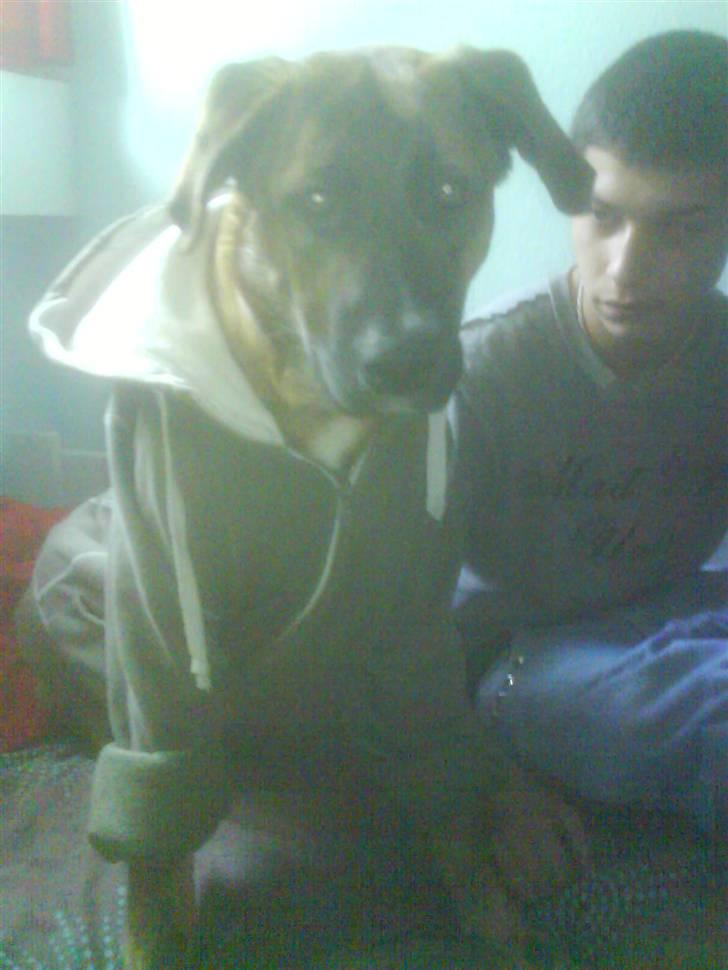 Blanding af racer Sofus billede 8