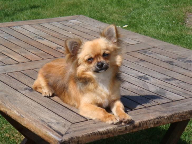 Chihuahua Amigo - Nyvasket og klar til Vadum skuet i maj 2008 billede 7