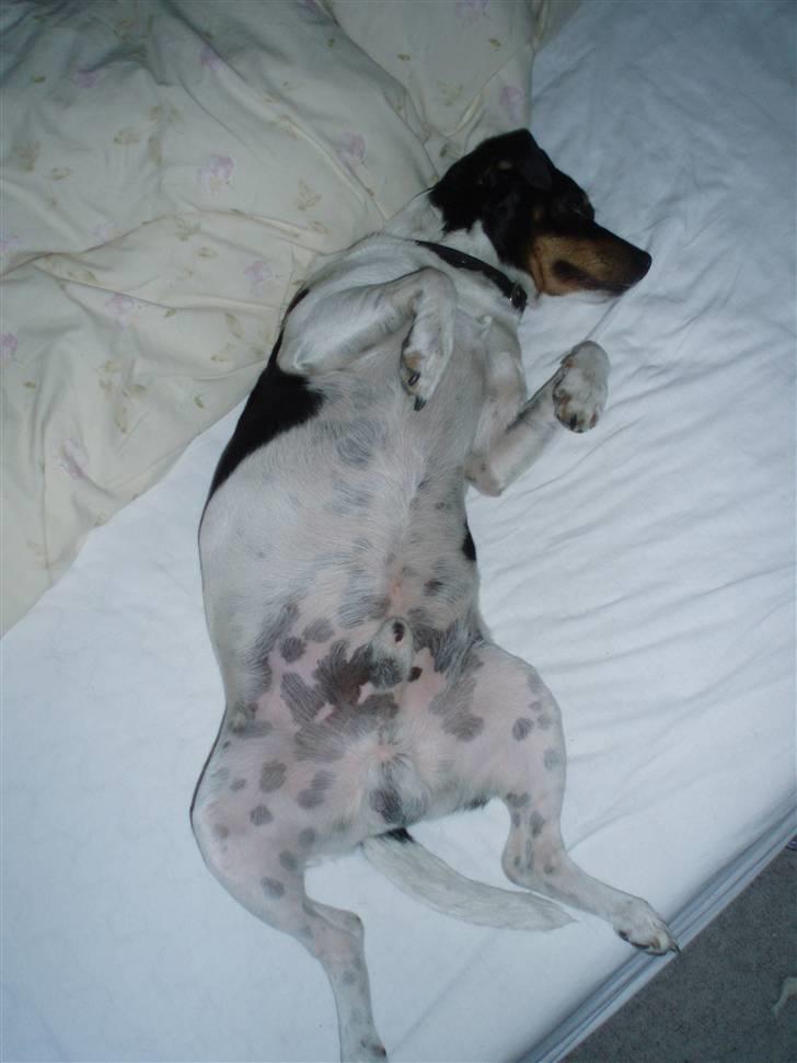 Dansk svensk gaardhund Mads billede 4