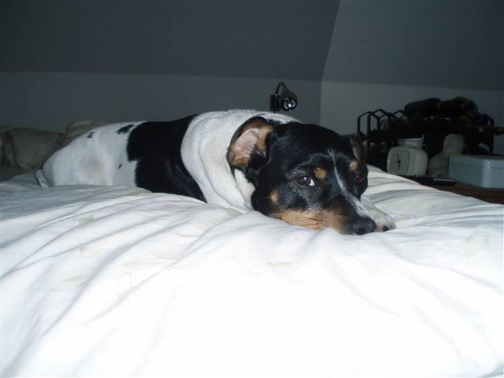 Dansk svensk gaardhund Mads billede 5