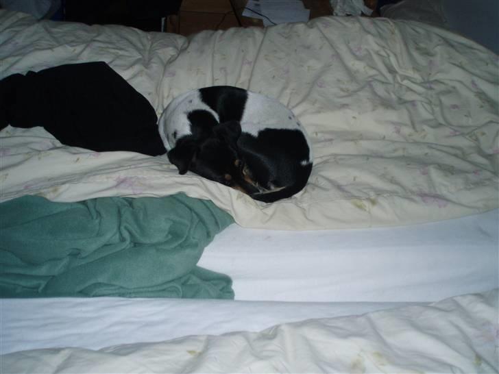 Dansk svensk gaardhund moustgaard dee dee billede 6