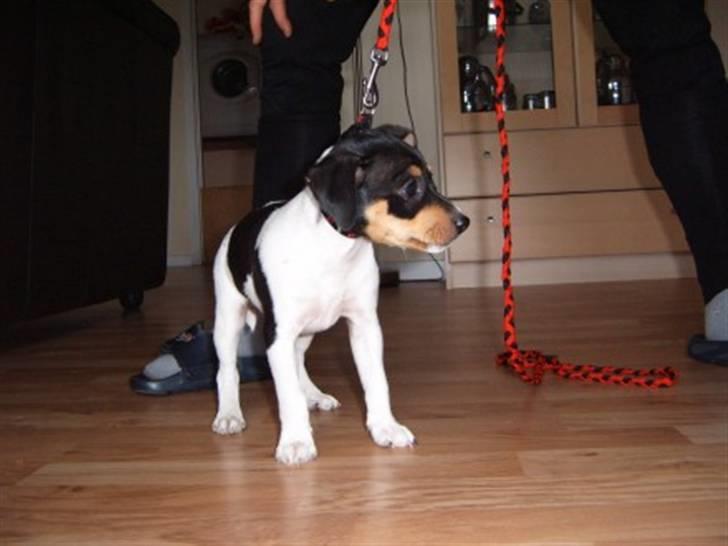 Dansk svensk gaardhund moustgaard dee dee - dee dee som baby/hvalp billede 7