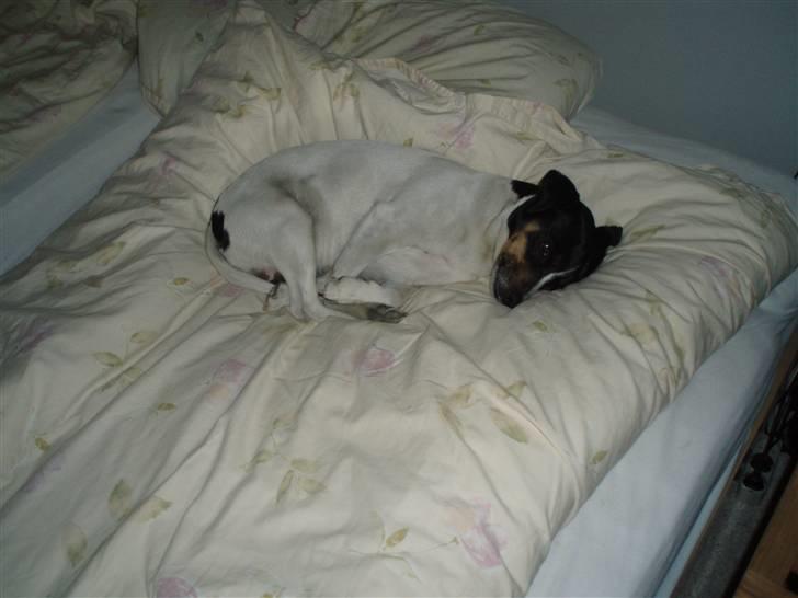 Dansk svensk gaardhund Cookie billede 6