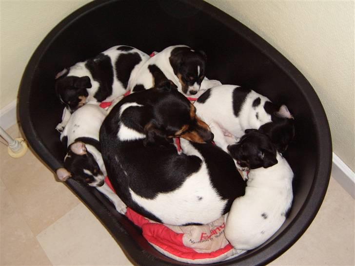 Dansk svensk gaardhund moustgaard alfa - alfa der har klemt sig ned hos sin mors hvalpe.. hun kunne lige være der:) billede 6