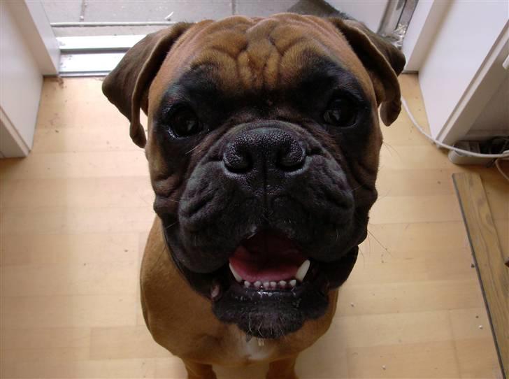 Boxer Rocko ( død 2014 ) - Ikk altid lige køn (= billede 10