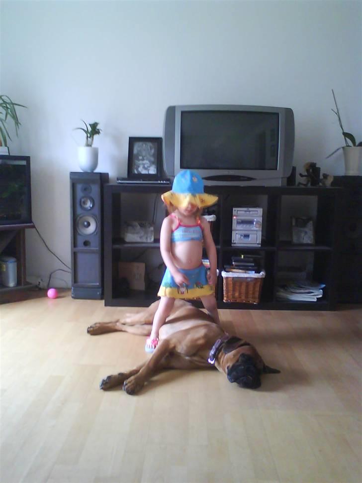 Boxer Rocko ( død 2014 ) - Altid hyggeligt og lege med Cille billede 12