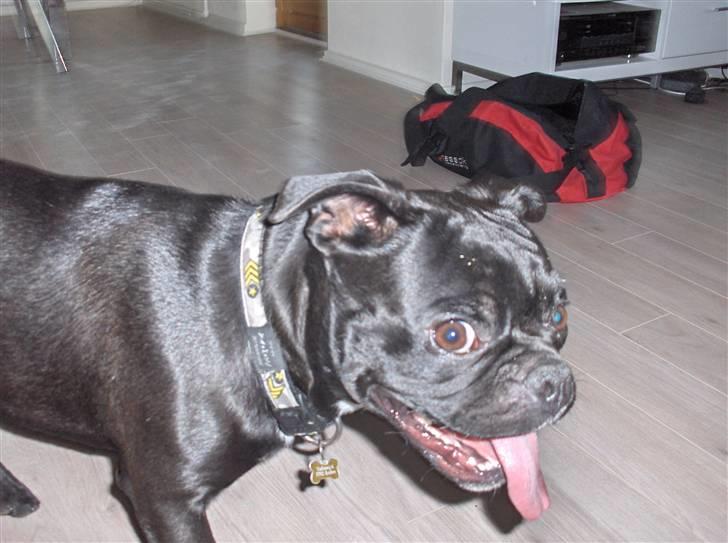 Blanding af racer Uffe - "Jeg lister mig afsted på tå, når jeg skal ud og røve....." :P billede 1