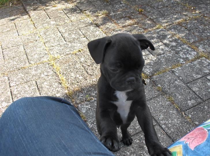 Blanding af racer Uffe - MOAR... Kom nu :-) billede 2