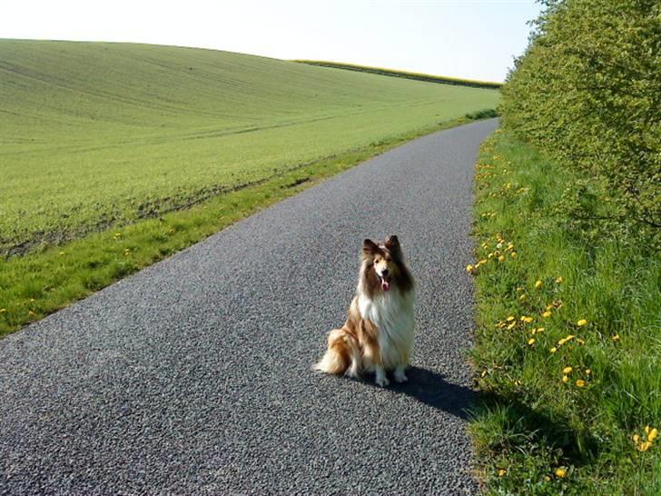Collie langhåret Nella R.I.P. - ooooh.. loooooneley on route 66 ;D //mobilbillede billede 8