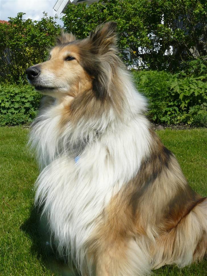 Collie langhåret Nella R.I.P. - haven 18 maj 09 //kamerabillede  billede 9