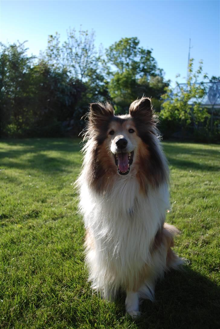 Collie langhåret Nella R.I.P. - Hov hva´ det? // Foto: Sigrid billede 10