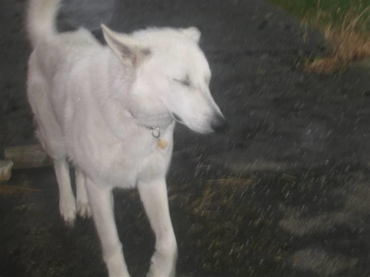 Hvid schæfer Nice'nwise Groucho Nicki - Øv, regnvejr billede 14