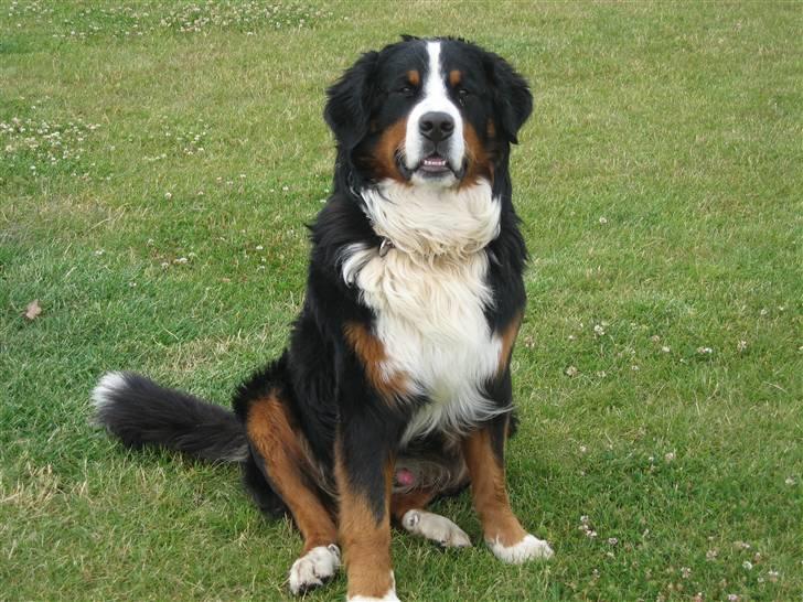 Berner sennenhund Balder - Balder<3 skønne hund (kamera=mig) billede 1