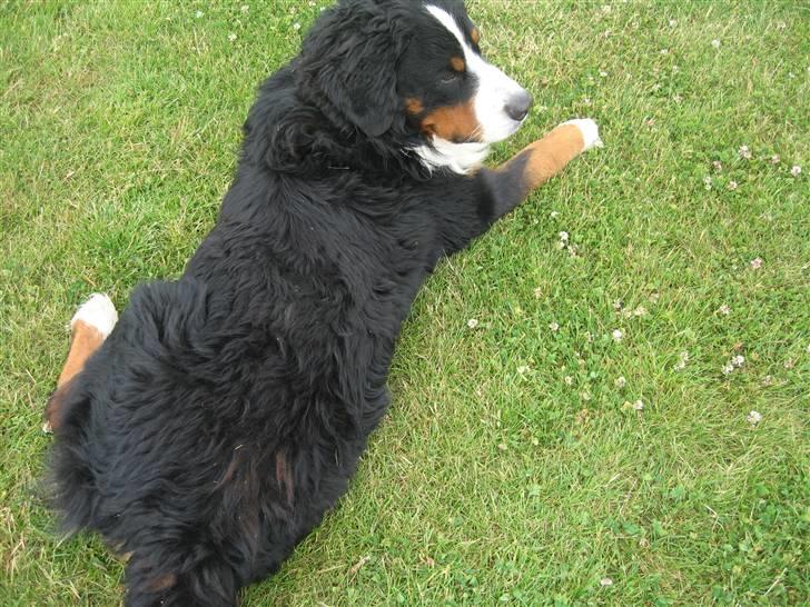 Berner sennenhund Balder - lille skat<3 (kamera=mig) billede 2