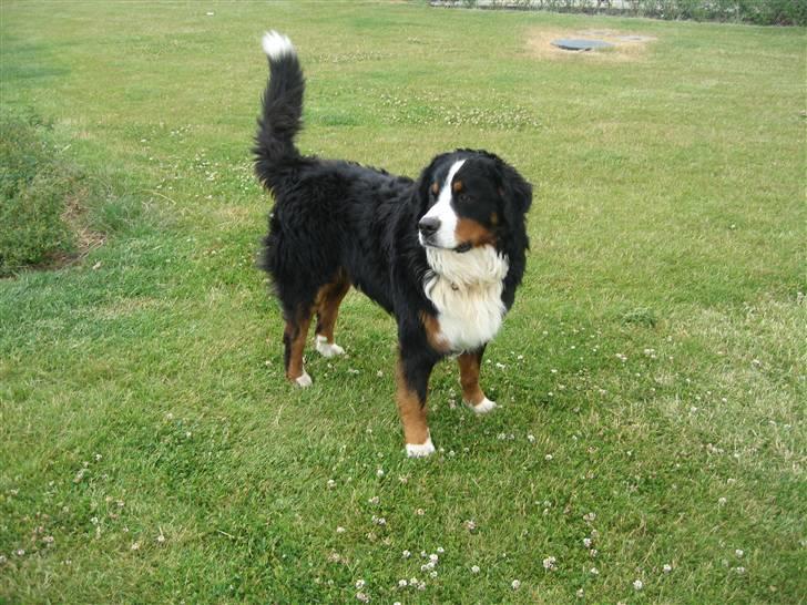 Berner sennenhund Balder - ha  min egen balder<3 (kamera=mig) billede 3