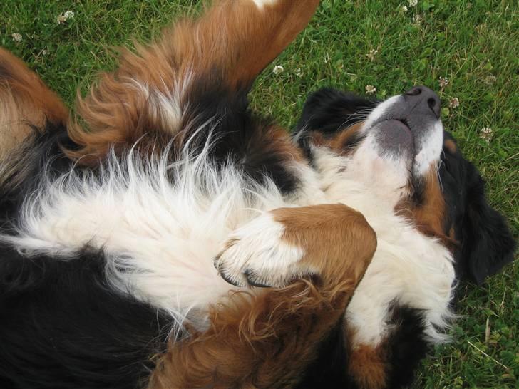 Berner sennenhund Balder - mit lille dampbarn (Kamera=mig) billede 4
