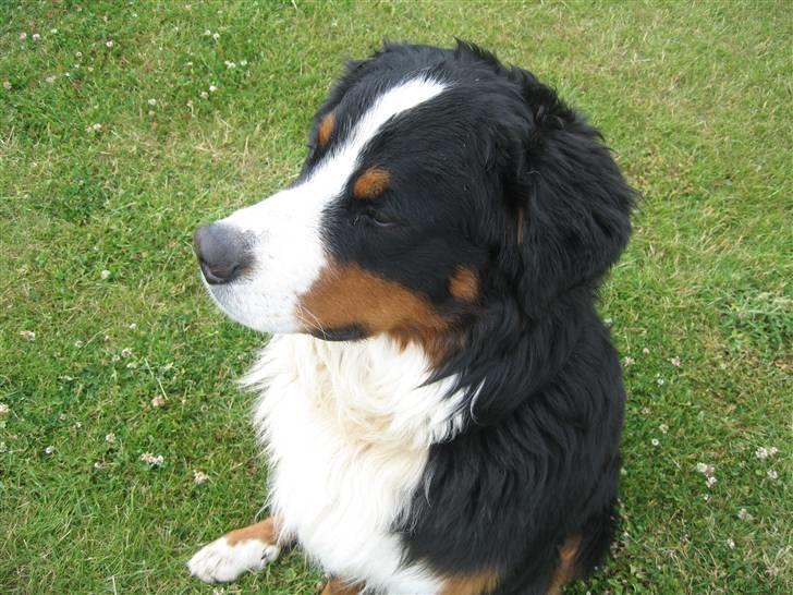 Berner sennenhund Balder - du er så sød min ven<3 (kamera=mig) billede 5