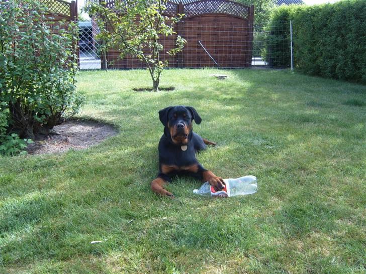 Rottweiler Felix billede 17