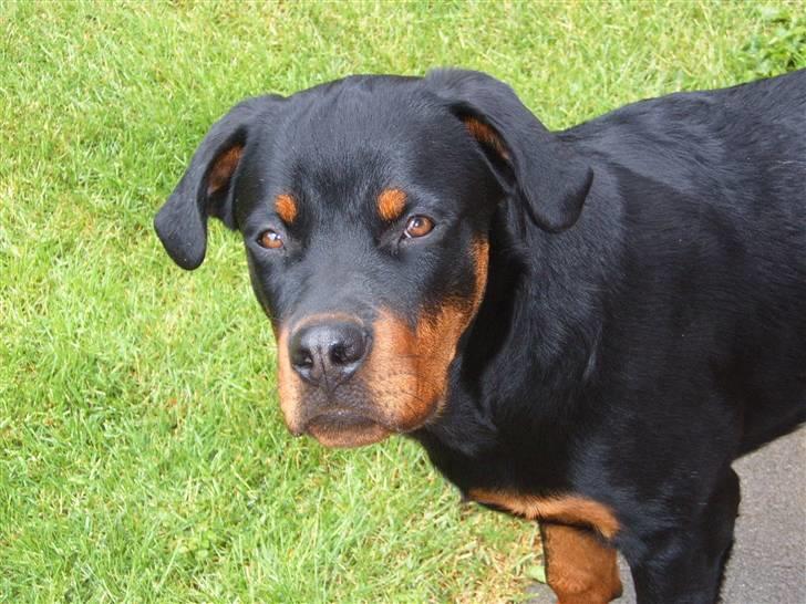 Rottweiler Felix billede 19